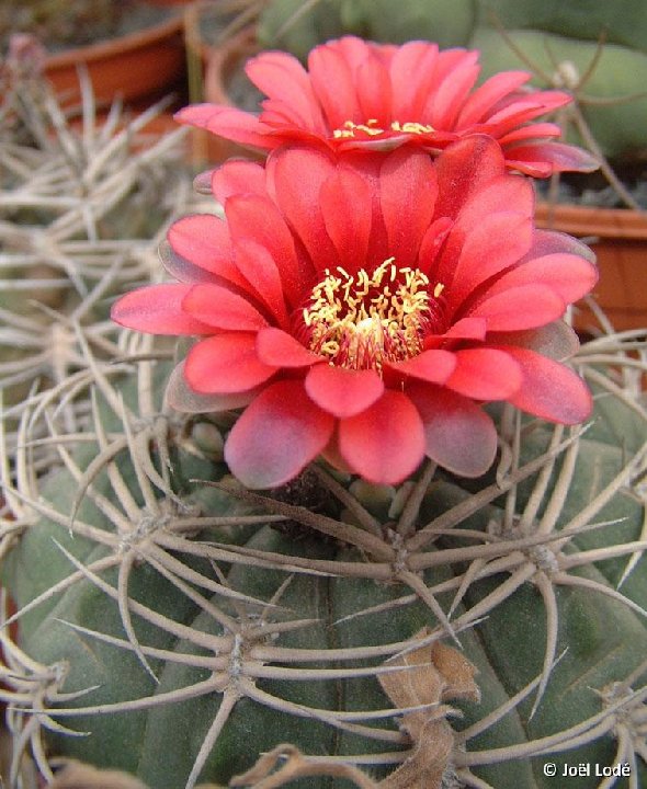 Gymnocalycium oenanthemum  JLcoll.1959